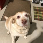 Fred Sharp - @fred_the_yellowlab - Instagram