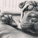 Freddy - @freddysharpei - Instagram