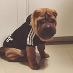 FreddySharPei - @naszfreddysharpei - Instagram