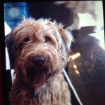 Freddy The Dog - @freddy_taylor_ - Instagram
