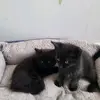 junior - @frederichebert - TikTok