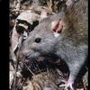 🐭Swaggy Savannah🐭 - @frederickhuber1 - TikTok