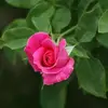fredericsallessum - @fredericsallessum - TikTok