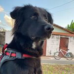 Fred - @frederico_stark - Instagram