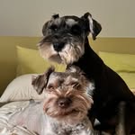 frederic and watson - @fredericandwatsontheschnauzers - Instagram