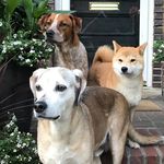 Frederick Aquino - @threepups_in_the_city - Instagram