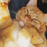 😽😽Archie😺😺 - @archibald.frederick.iii - Instagram