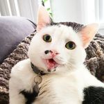 Freddie Archibald - @sirfrederickarchibald - Instagram