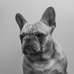 Frederick Archibald Ryan - @frederick_the_frenchie - Instagram