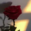 Frederick - @frederick_bauer1 - TikTok