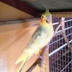 Frederick Bird - @frederick_bird - Instagram