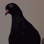 Frederick bird - @imfrederickecu - Instagram