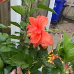 @frederickblooms - Instagram