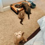 Carson Frederick - @carsonfrederick796 - Instagram