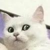 Frederick Cheng - @frederick.cheng - TikTok