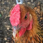 Frederick Chickens - @frederickchickens - Instagram