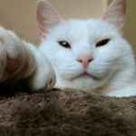 Sir Frederick Fingerton & crew - @sirfrederickfingerton - Instagram