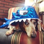 Frederick The Dachshund - @diamondrichfrederick - Instagram