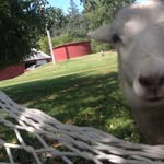 Fredrick D. Ellington - @fredrick.the.goat - Instagram