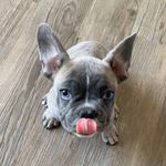 Frederick Francis Farrant - @frederickfrancis_frenchie - Instagram