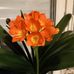 Frans Frederickx - Facebook