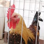 Frederick Gustavo - @frederick_el_gallo - Instagram