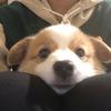 animal  planet - @glennfrederick - TikTok