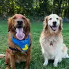 Goldens of Frederick - @goldensoffrederick - TikTok
