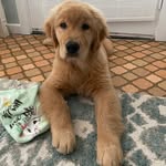 Buck Frederick Fries | Golden Retriever Puppy - @buckthegoldenbff - Instagram