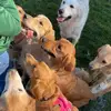 Goldens of Frederick - @goldensoffrederick - TikTok