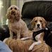 Frederick Golding - Facebook