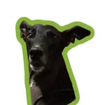 Fred - @frederickthegrey - Instagram