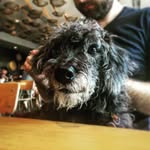 Frederick Grey the Schnoodle - @fredtheschnoodle - Instagram