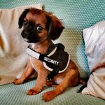 Frederick Thomas Herbert - @freddyfester - Instagram
