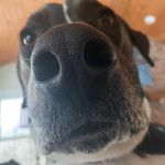 Fred - @frederickhornswaggler - Instagram