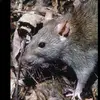 🐭Swaggy Savannah🐭 - @frederickhuber1 - TikTok