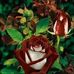 Frederick Jansen - Facebook