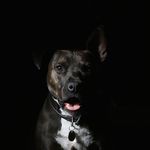 Frederick Jimenez - @dogs_luxury_adventure - Instagram