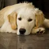 Frederick_Leo - @frederick_leo - TikTok