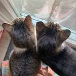 Frederick Lin Ouellette and Badger (Badgeesh) Ouellette - @fredandbadge - Instagram