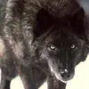 clintonfrederick4 - @clintonfrederick4 - TikTok