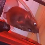 Frederick - @frederick_die_maus - Instagram