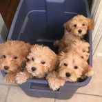 Frederiek Mertens - Facebook