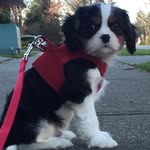 Frederick Milton aka Freddie - @frederick_cavalier - Instagram
