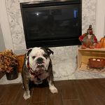 Micah Frederick Norris - @micahthebully - Instagram