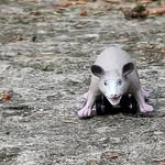 Fredrick Pendleton - @fast.possum - Instagram