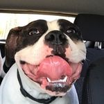 Fredrick Plummer - @zannahthedog - Instagram
