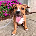 Percy - @purcellvillevonfrederickstein - Instagram