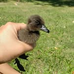 Laura Frederick - @frederickridgehomestead - Instagram