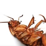 Frederick Willheim Roach - @mr_roach704 - Instagram